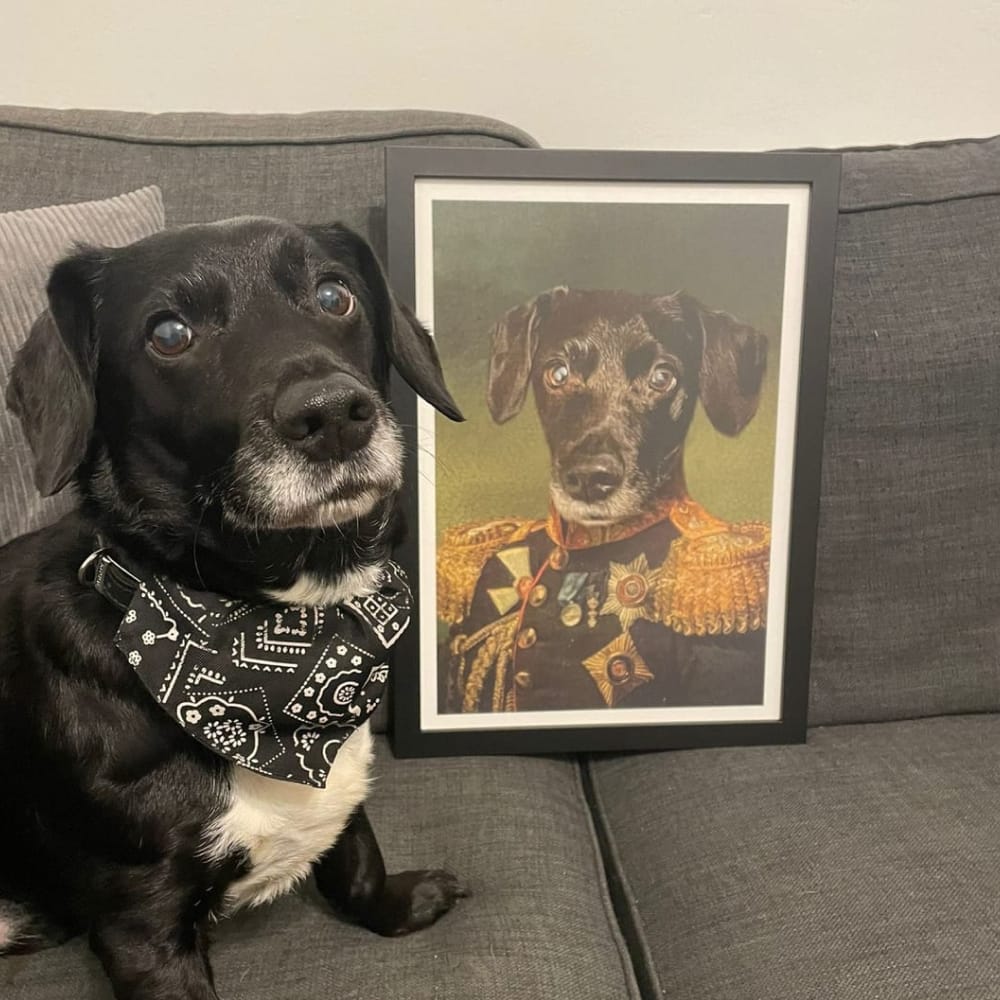 A black dog sitting on a couch next to its framed custom renaissance pet portrait as 'The Veteran'.