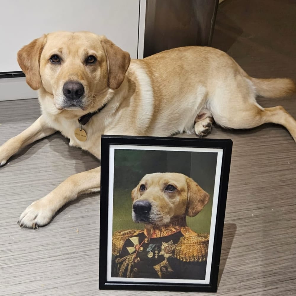 A yellow Labrador dog lying on the floor next to its framed custom renaissance pet portrait as 'The Veteran'.